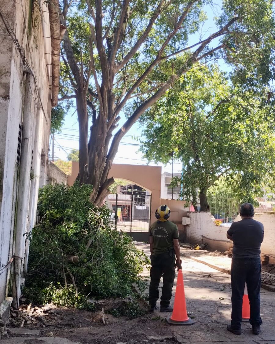 Poda de árboles en el Instituto Roca en apoyo al Ministerio de Desarrollo Social