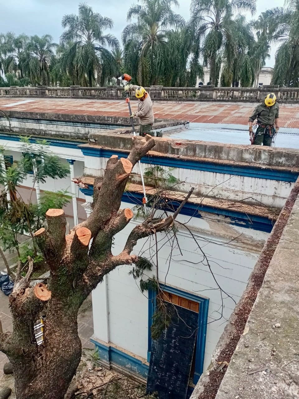 Extracción preventiva de árbol de gran porte en el Colegio Nacional